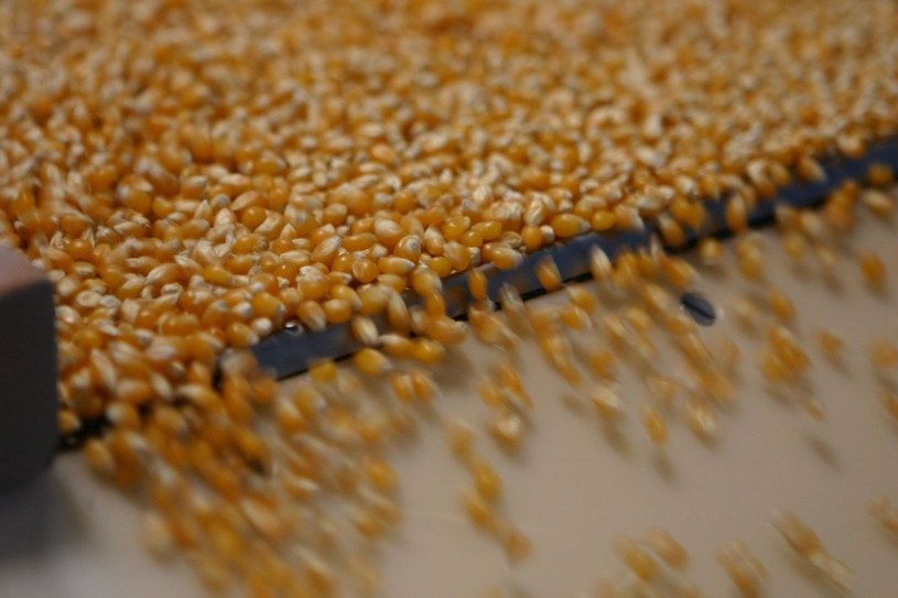 Kukurydza musi być sucha, zanim trafi do opakowań /Discovery Science