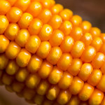 Kukurydza najdroższa od ośmiu lat
