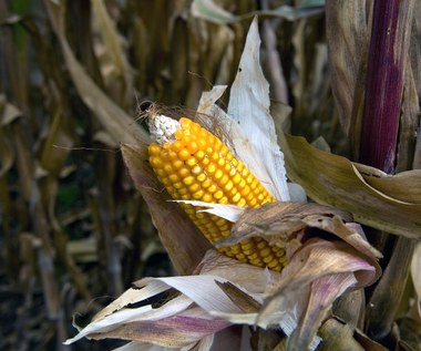 Kukurydza została na polach, rolnicy apelują o interwencyjny skup. Pomoże PKN Orlen?