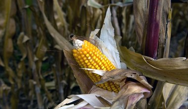 Kukurydza została na polach, rolnicy apelują o interwencyjny skup. Pomoże PKN Orlen?