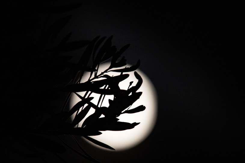 Kukurydziana Pełnia Księżyca określana jest również mianem Kukurydzianej Pełni Księżyca / NurPhoto / Contributor /Getty Images
