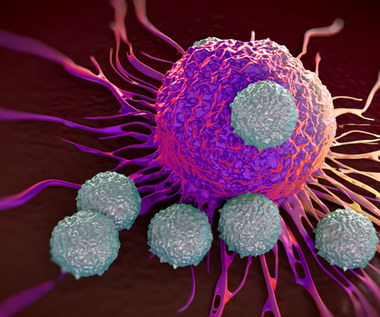 Kukurydziane nanocząsteczki pomogą w walce z nowotworami
