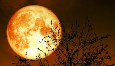 Kukurydziany Księżyc przyniesie tym znakom zodiaku szczęście. Los będzie dla nich hojny