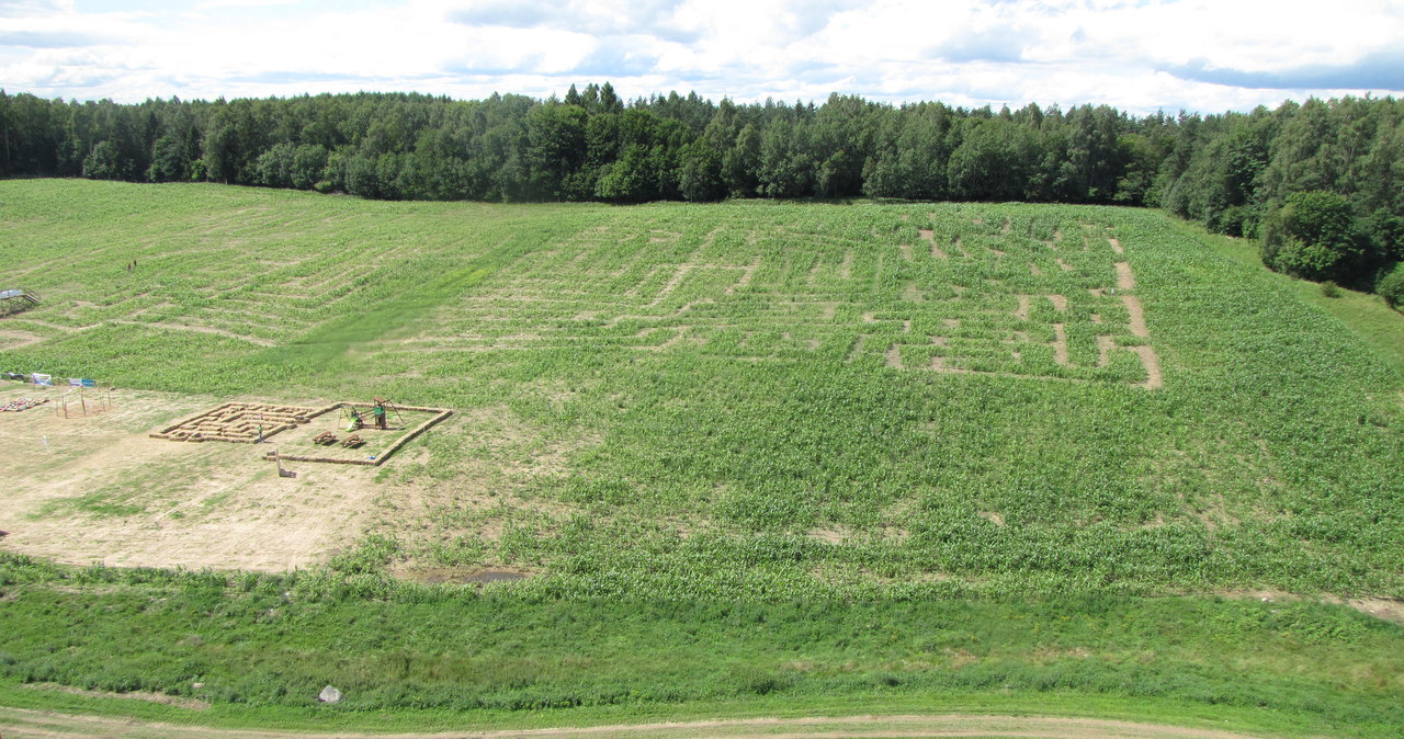 Kukurydziany labirynt w kształcie żaglowca koło Gdańska