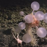 łodzie podwodne Kule śmierci i robaki zombie odkryte w wodach Antarktyki. To drapieżnicy