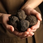 Kulinarny i zdrowotny rarytas. Trufle podbiły serca Polaków. Jak działają?