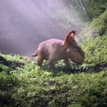 Kultowe "Wędrówki z dinozaurami" powracają! Byliśmy na przedpremierowym pokazie nowej serii BBC
