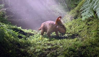 Kultowe "Wędrówki z dinozaurami" powracają! Byliśmy na przedpremierowym pokazie nowej serii BBC