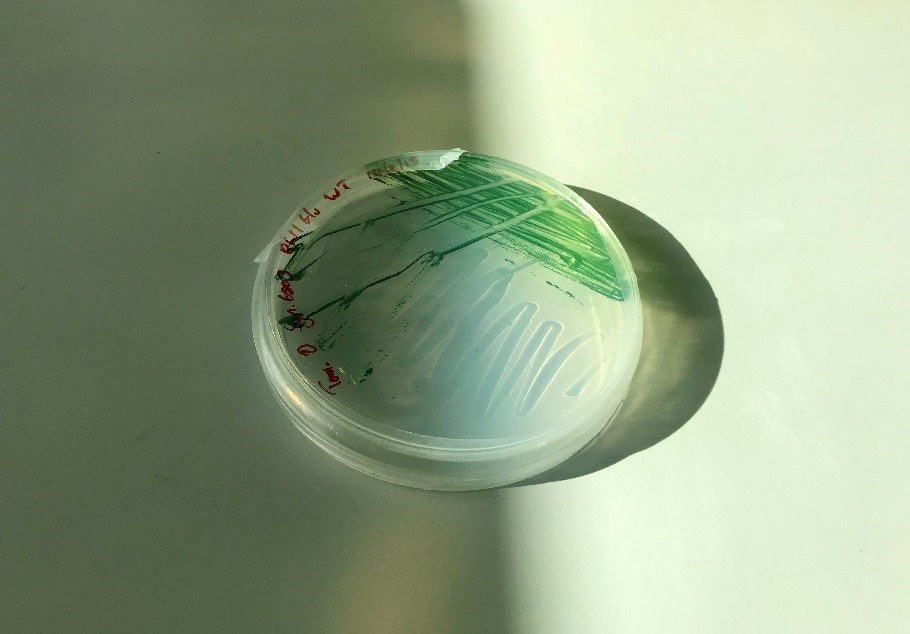 Kultura sinic Synechocystis sp. PCC 6803 /Elsevier /Materiały prasowe