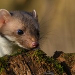 Kuny szukają miejsc na gniazda. Odstraszą je te dwa zapachy