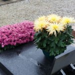 Kup na Wszystkich Świętych zamiast chryzantem. Postoją nawet 2 razy dłużej 