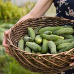 Kup w aptece i spryskaj ogórki. Będziesz je zbierać z grządek wiadrami
