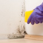 ​Kup w aptece za 2 zł. Pleśń i grzyb bez trudu znikną ze ściany