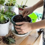 Kup w markecie i włóż do doniczki. Zapomnisz o przeziębieniu