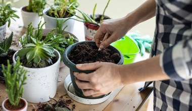 Kup w markecie i włóż do doniczki. Zapomnisz o przeziębieniu