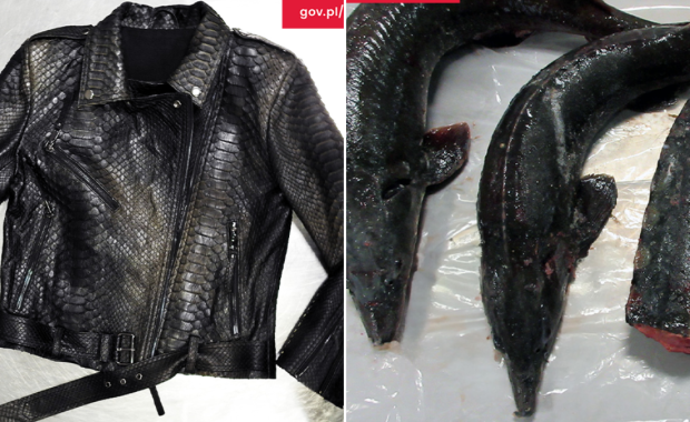 Kupił dla żony kurtkę z pytona. Próbował przemycić do Polski 