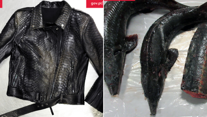 Kupił dla żony kurtkę z pytona. Próbował przemycić do Polski 