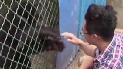 Kupił szczeniaki, a wyrosły z nich niedźwiedzie