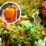 Kupiłam ogród do mieszkania. Wyrosła jedna papryka [recenzja]