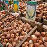 Kupiłeś cebulki tulipanów do sadzenia? Nie przechowuj ich w ten sposób