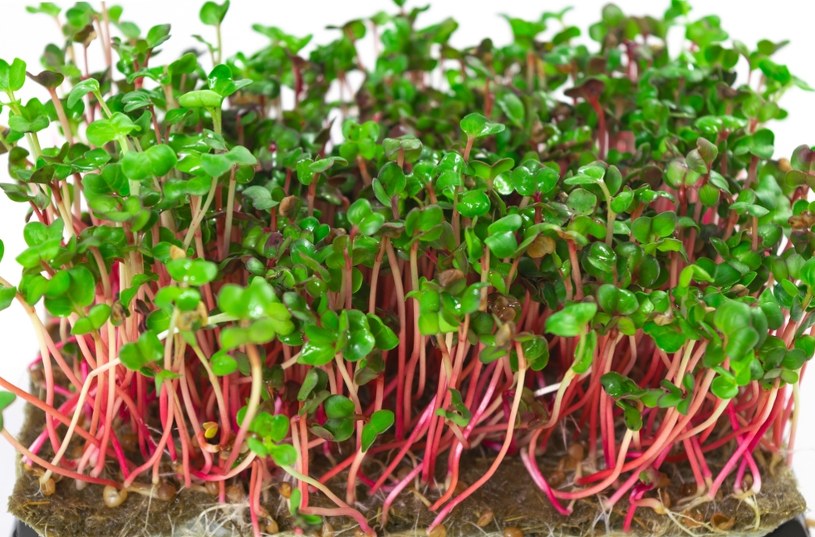 Kupisz w Lidlu i Biedronce. Jedź regularnie, a poprawisz zdrowie i odmłodzisz cerę