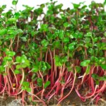 Kupisz w Lidlu i Biedronce. Jedź regularnie, a poprawisz zdrowie i odmłodzisz cerę