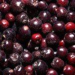 aronia Kupujesz drogie borówki amerykańskie? Ten zapomniany owoc z polskiego krzaka ma 3 razy więcej antyoksydantów