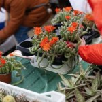 Kupujesz kwiaty do ogrodu? Koniec z takimi doniczkami