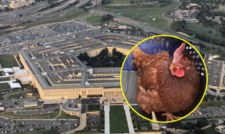 Kura próbowała wkraść się do Pentagonu. Próbę udaremniono