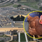 Kura próbowała wkraść się do Pentagonu. Próbę udaremniono
