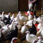 Kurczaki odporne na pandemię. Edycja genetyczna wygrała z grypą