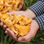 kurki Kurki jak mięso. Ceny, porady i... najnowsze badania o promieniowaniu