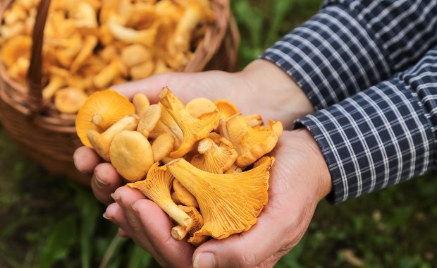 Kurki jak mięso. Ceny, porady i... najnowsze badania o promieniowaniu