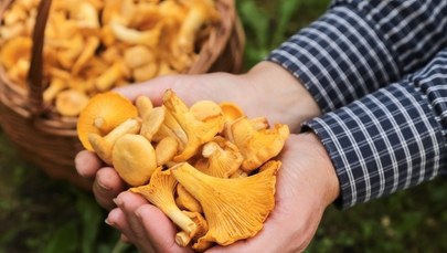 Kurki jak mięso. Ceny, porady i... najnowsze badania o promieniowaniu