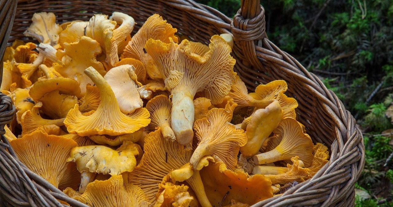 Kurki preferują zacienione stanowiska, w takich miejscach można trafić na duży wysyp. /Pixabay.com