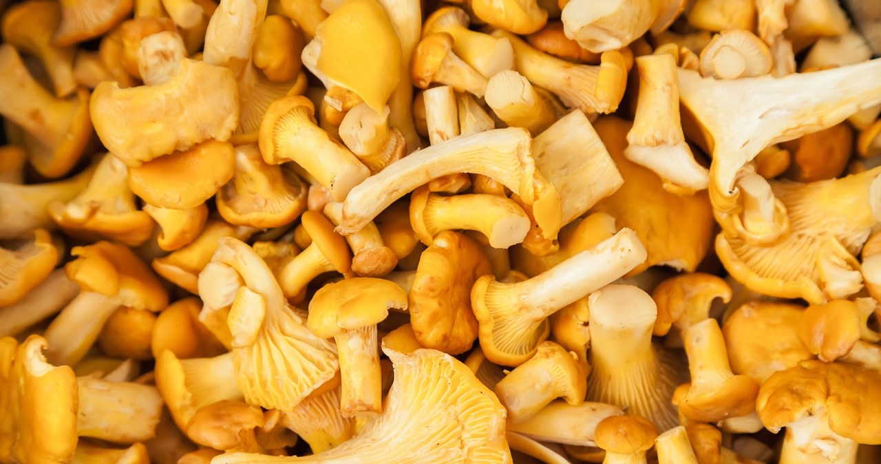 Kurki to bardzo popularne, ale też bardzo zdrowe grzyby. Sprawdź, dlaczego warto je jeść /123RF/PICSEL