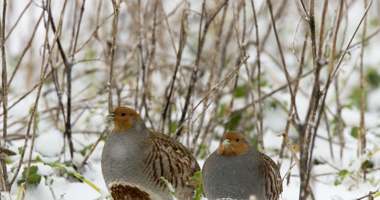 Kuropatwa szara, zwana też polną lub zwyczajną. /Ardea Picture Library /East News