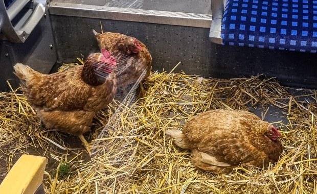 Kury w pierwszej klasie! Internet się śmieje, żartownisie poszukiwani