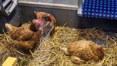 Kury w pierwszej klasie! Internet się śmieje, żartownisie poszukiwani