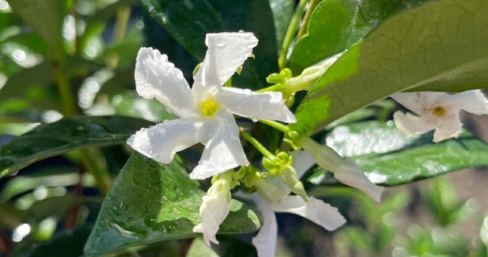 Квіти зірчастого жасмину нагадують маленькі зірочки та мають запах ванілі та меду /Domena publiczna