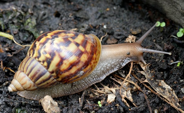 Kwarantanna w hrabstwie na Florydzie. Powodem gigantyczne ślimaki afrykańskie