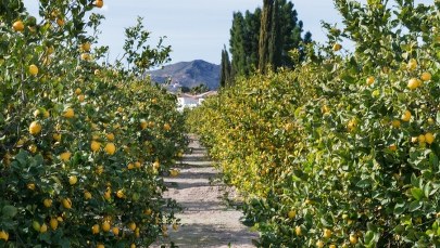 Kwaśne początki sycylijskiej mafii