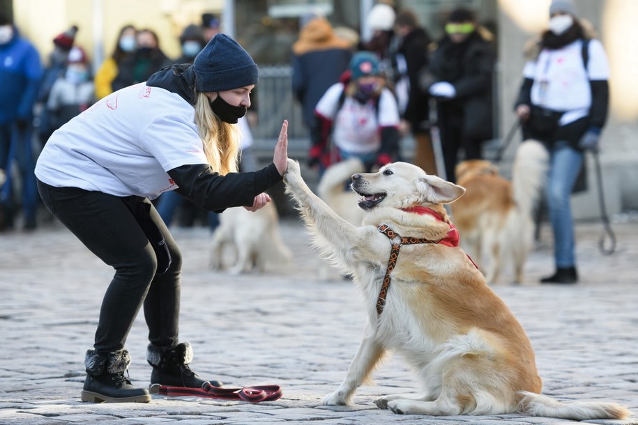 Kwestują też właściciele golden retrieverów w Poznaniu /Jakub Kaczmarczyk /PAP