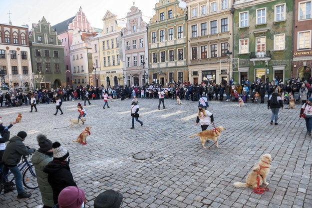 Kwestują też właściciele golden retrieverów w Poznaniu /Jakub Kaczmarzyk /PAP