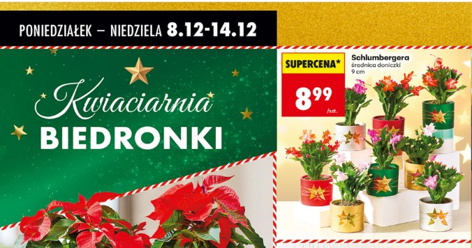 Kwiaciarnia Biedronki - rośliny świąteczne w supercenach od 8 grudnia! /Biedronka /INTERIA.PL