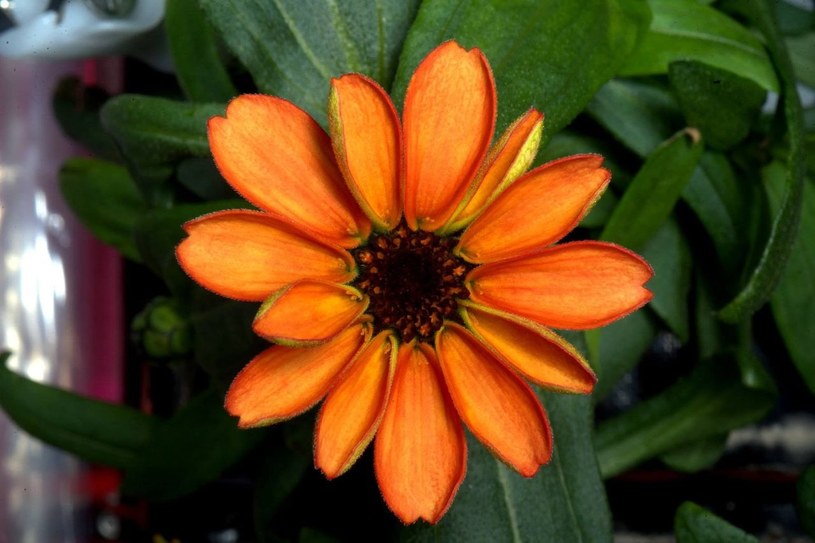 Kwiat cynii, który zakwitł na ISS /NASA
