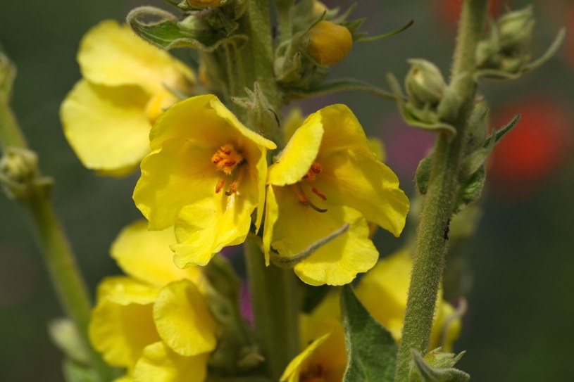 Kwiat dziewanny chroni górne drogi oddechowe /123RF/PICSEL