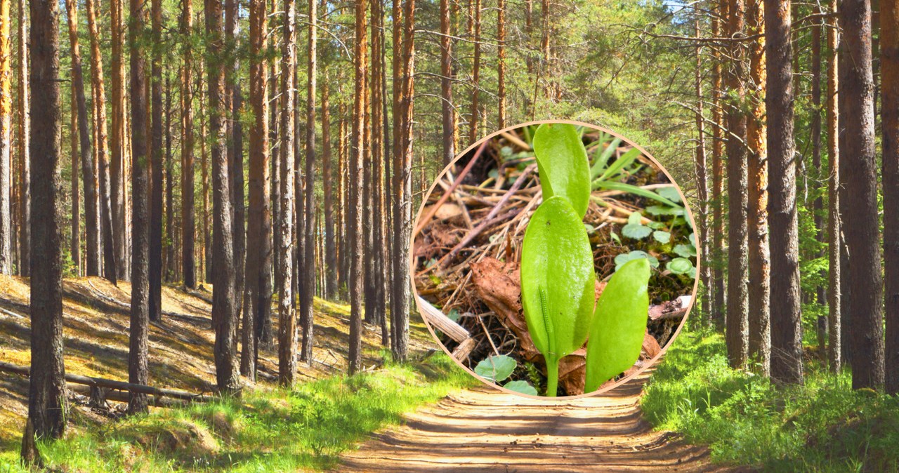 Kwiat paproci istnieje nie tylko w legendach/ CC BY-SA 4.0/ Aorg1961 /Canva Pro