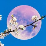 Kwiatowa pełnia w maju. Co to oznacza?