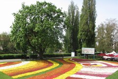 Kwiatowe dywany przystroiły centrum Bydgoszczy